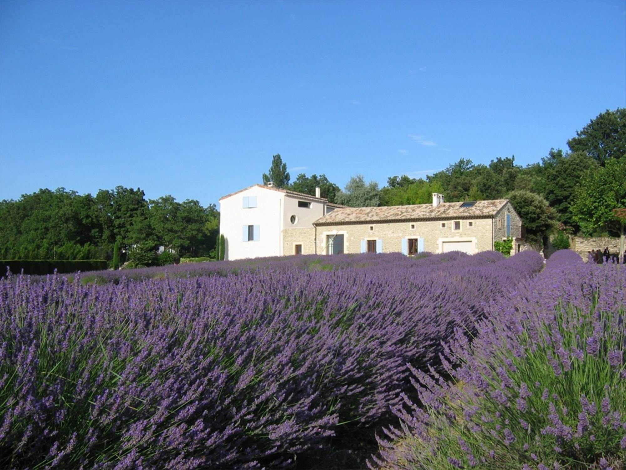 Propriété vendue par Christine Miranda Immobilier au milieu des lavandes...
