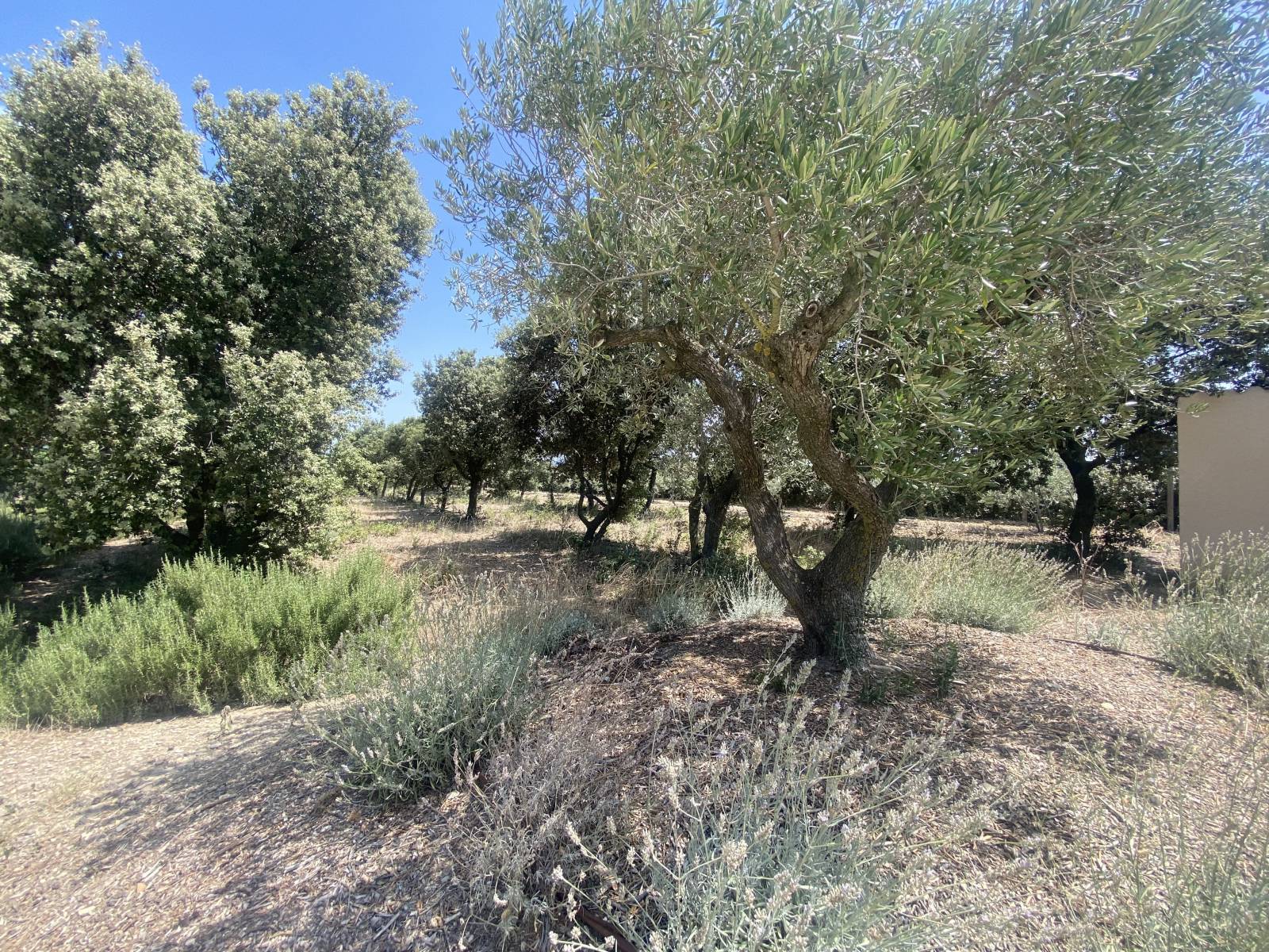 Maison de caractère à Rochegude en Drôme Provençale Vignes, Oliviers, chênes truffiers...