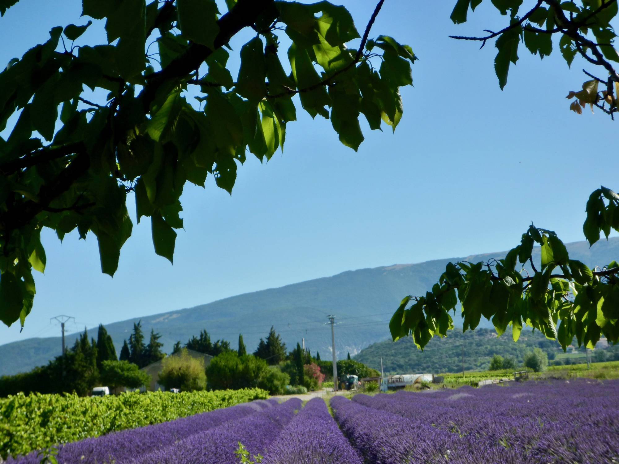 Votre Pied à terre en Provence; au milieu des lavandes et des Oliviers,  
