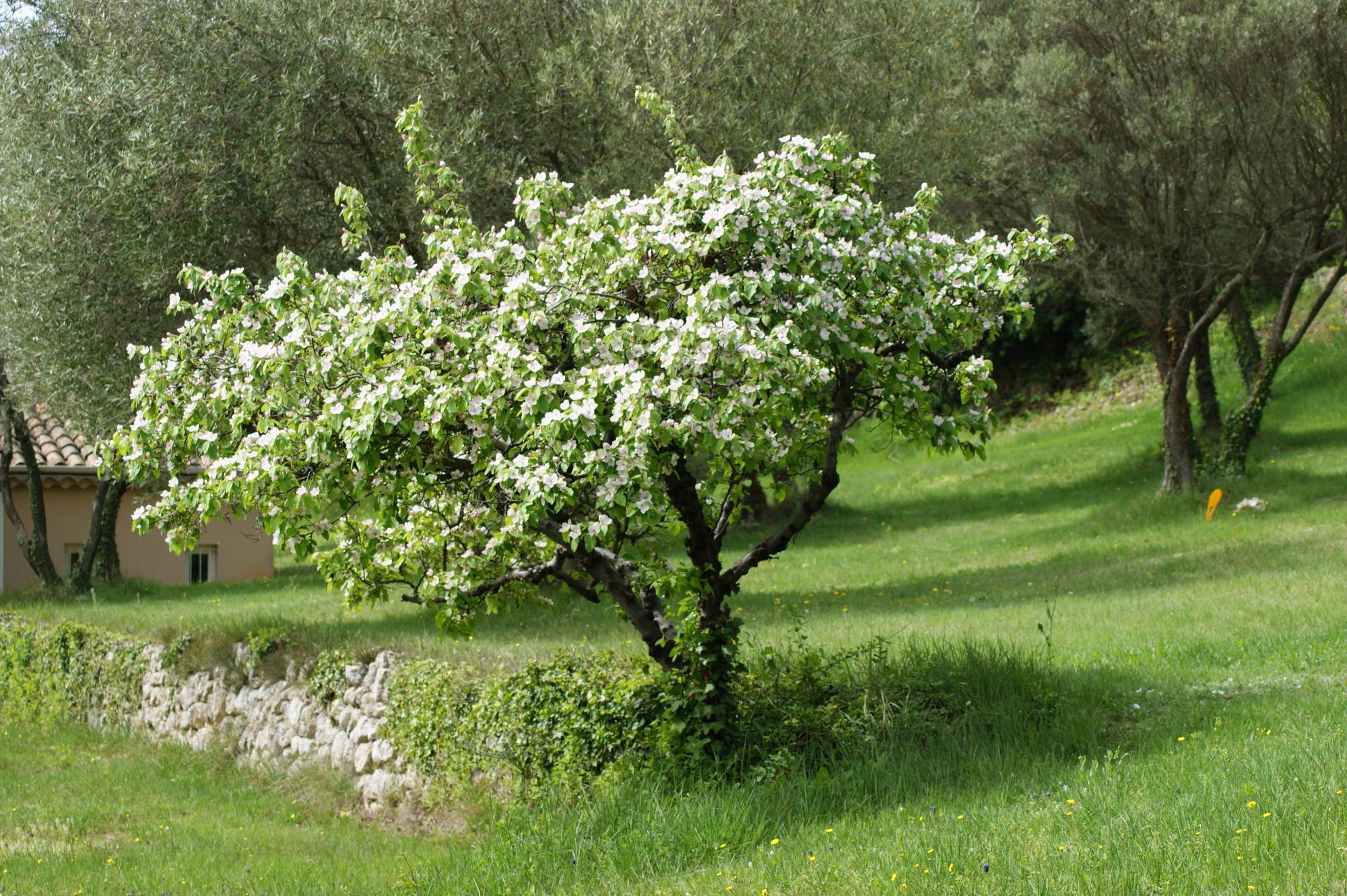 Terrain à batir avec vue dégagée  - La Garde Adhémar