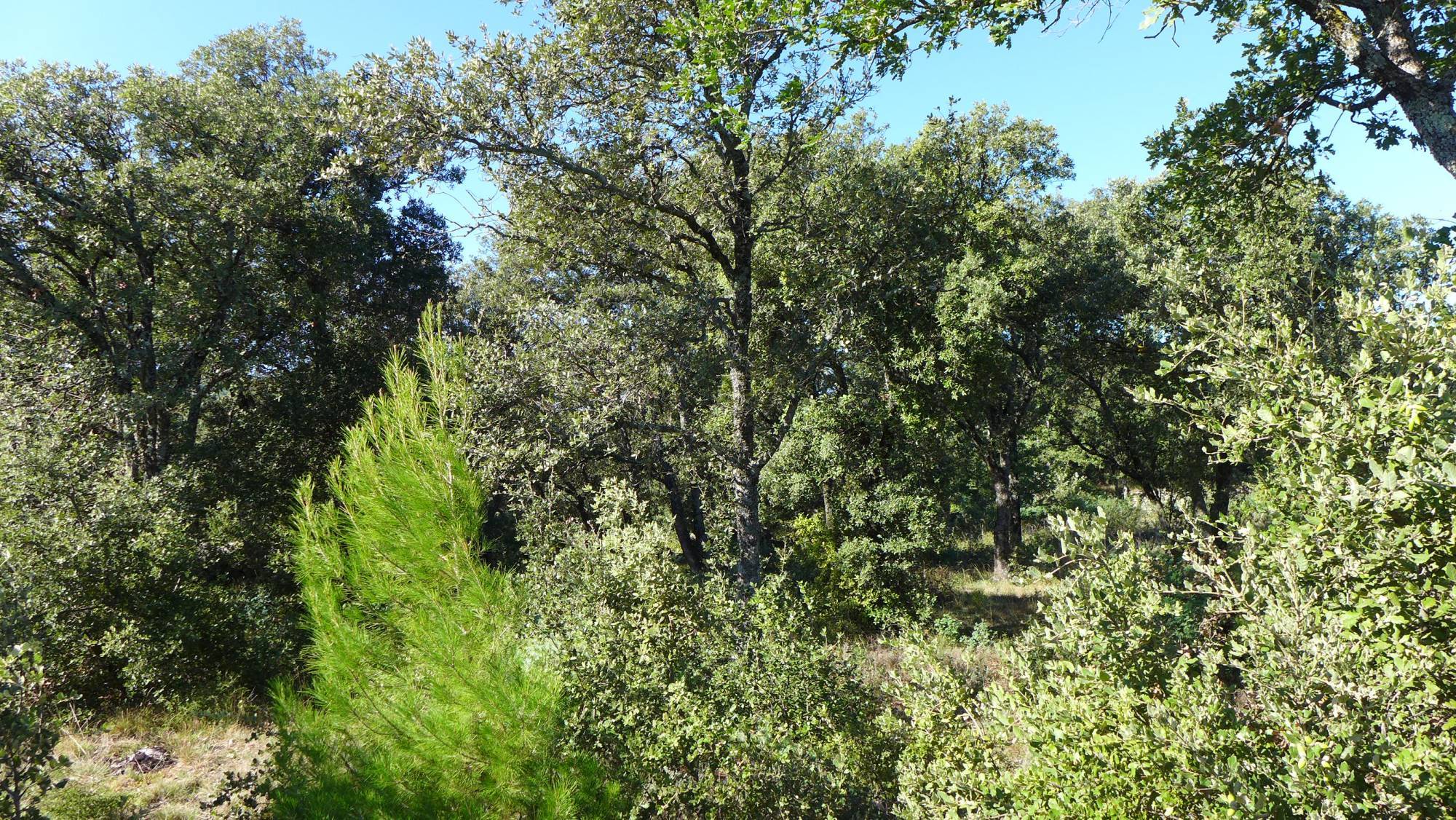 vente de terrain à batir à st restitut 