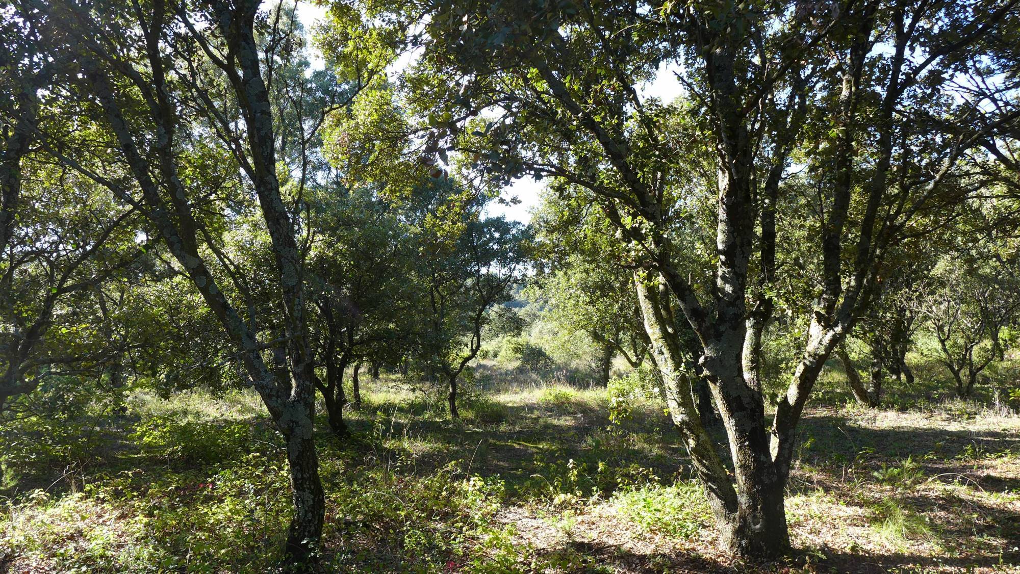 terrain a batir a vendre à St restitut