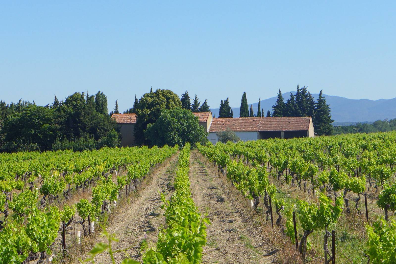 Propriété viticole  côtes du rhône vendue par l'agence Christine Miranda Immobilier 