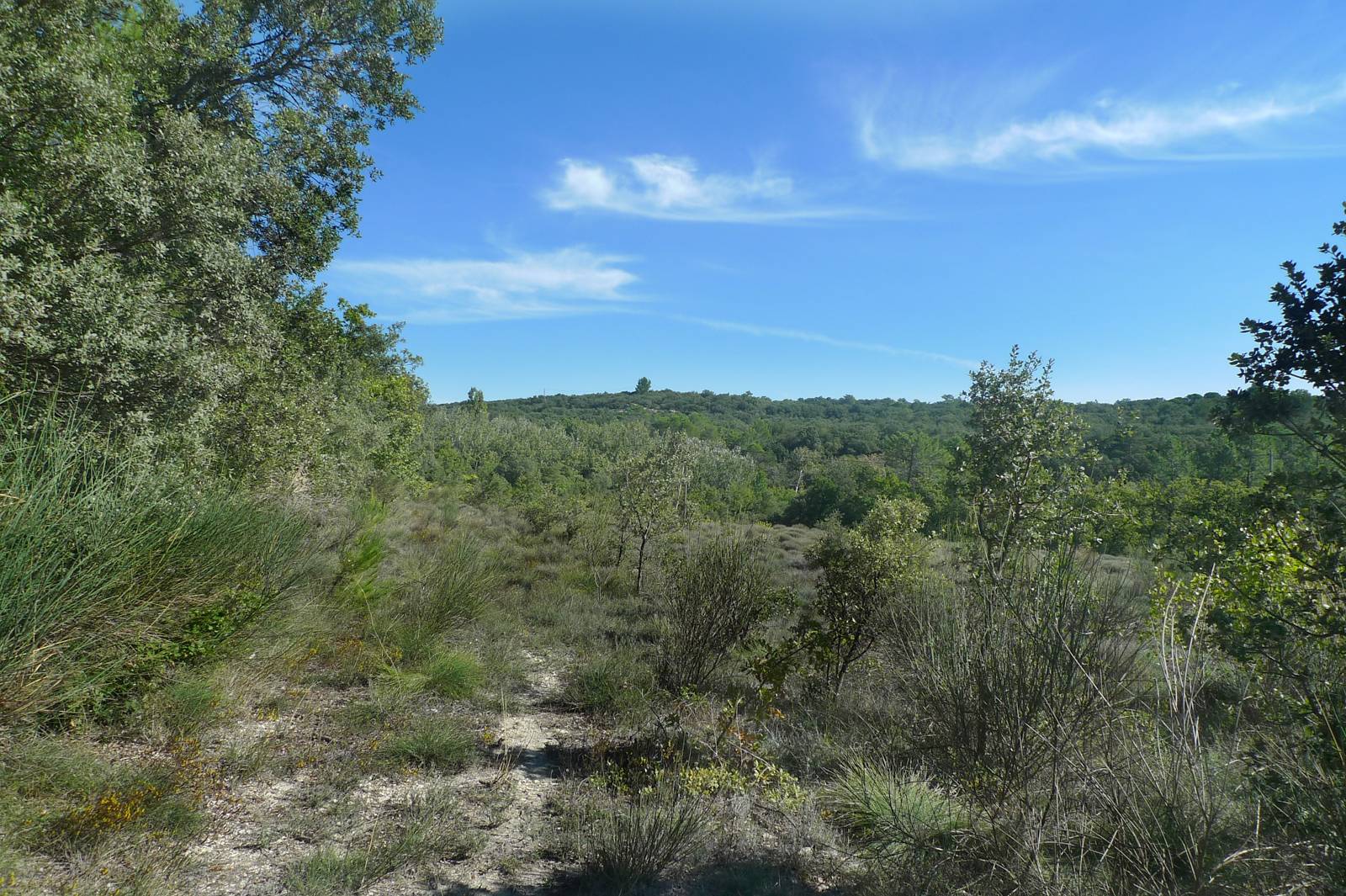 Truffe en Drôme Provençale 
