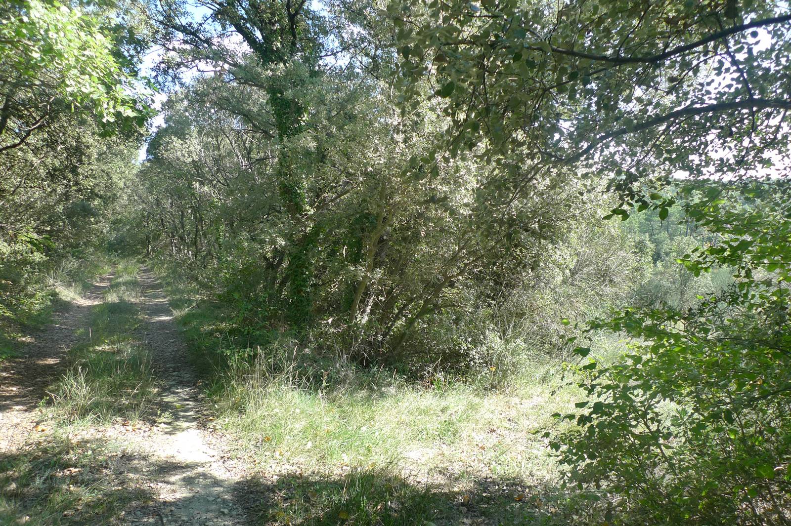 Terrain agricole Exclusivité Terrain agricole Exclusivité A 10mn de Richerenches