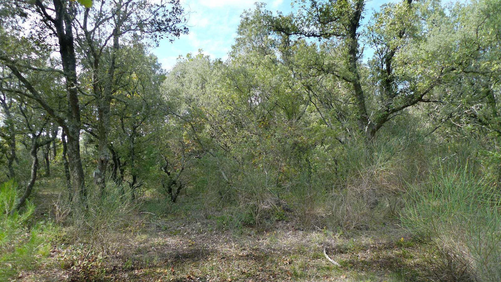 Terrain agricole Exclusivité Terrain agricole Exclusivité A 10mn de Richerenches