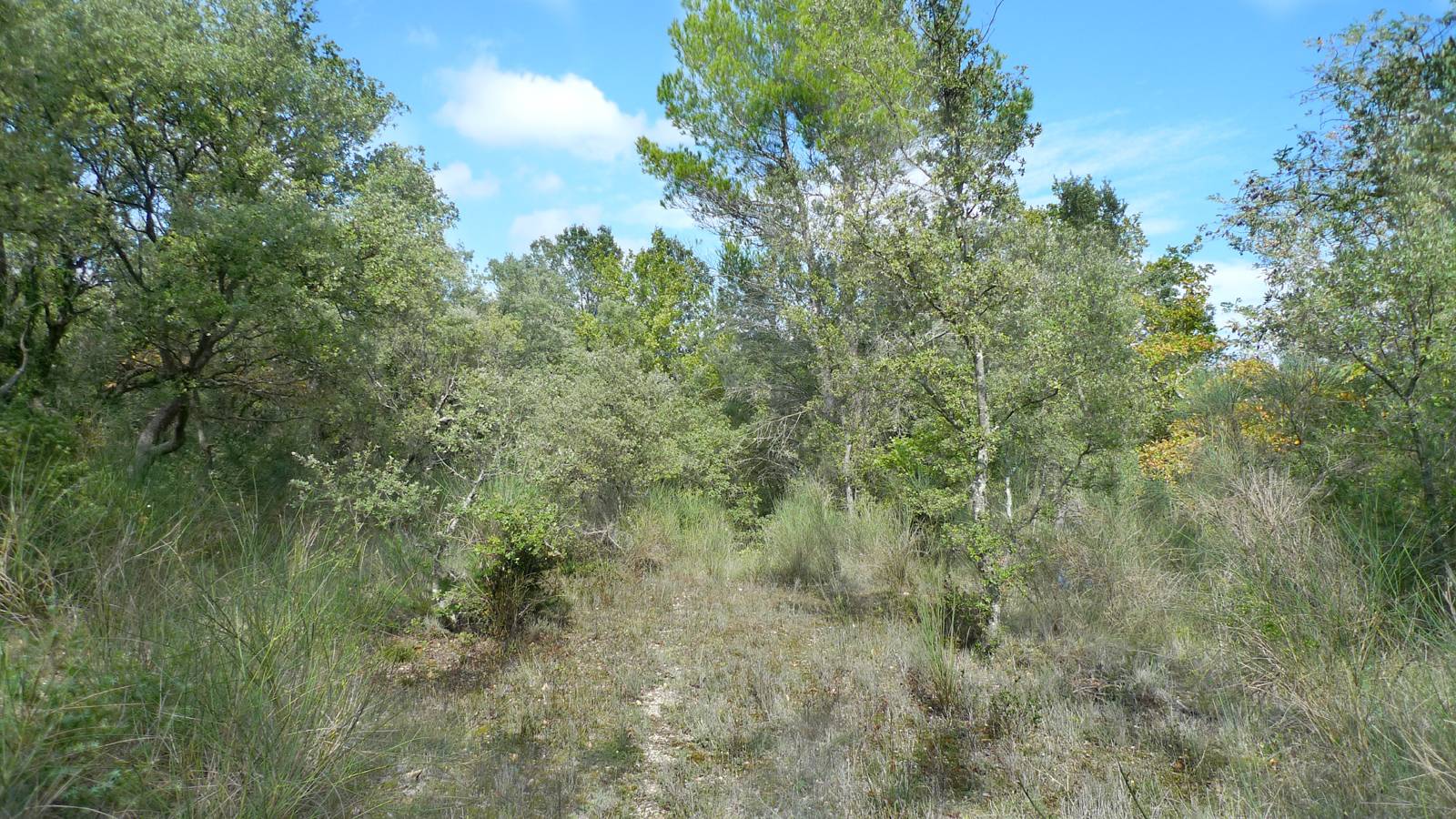 Terrain agricole Exclusivité Terrain agricole Exclusivité A 10mn de Richerenches