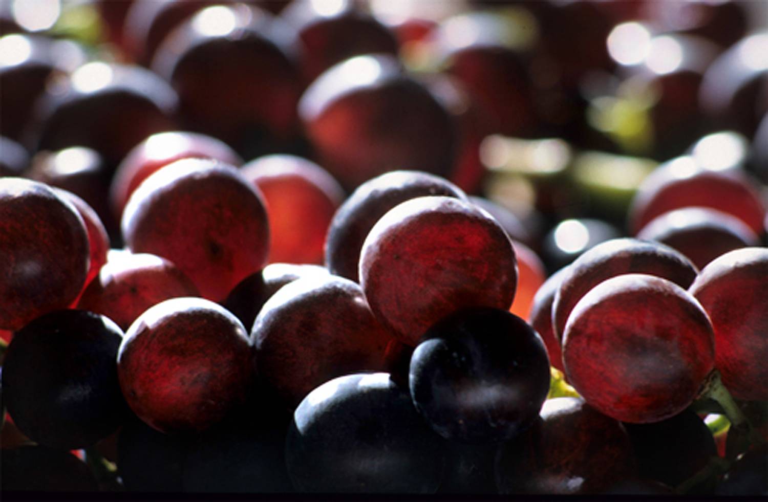 A vendre,  Domaine viticole opérationnel Enclave des Papes  CERTIFIE BIO