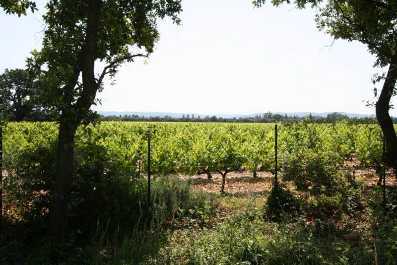 vue sur vignes et ventoux