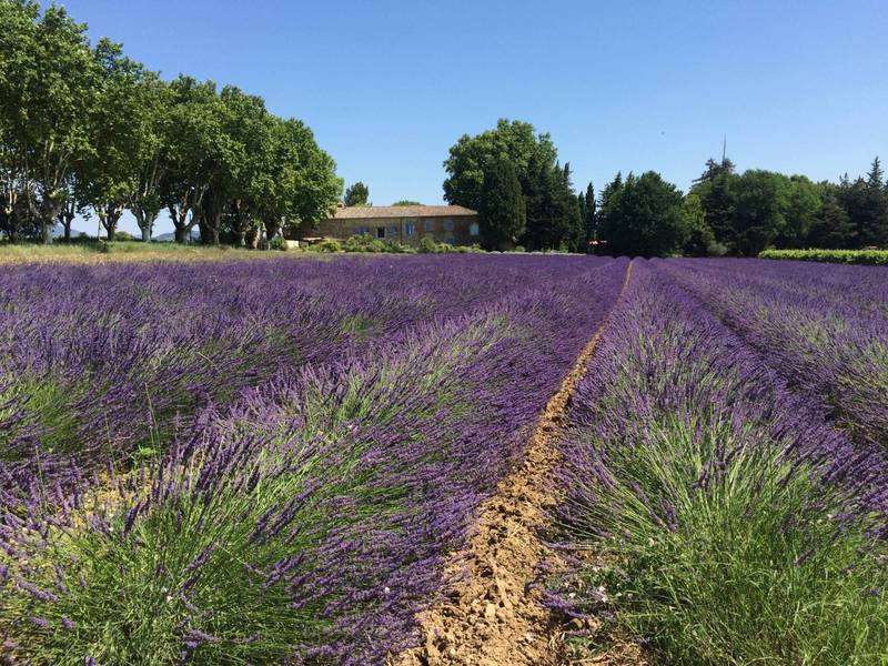 Votre Pied à terre en Provence; au milieu des lavandes et des Oliviers,  