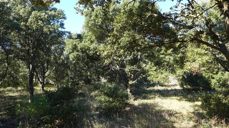 terrain a vendre à St Restitut 